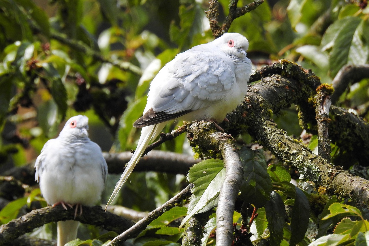The Majestic Syrian Pigeon: Colors, Traits, and Pricing Guide