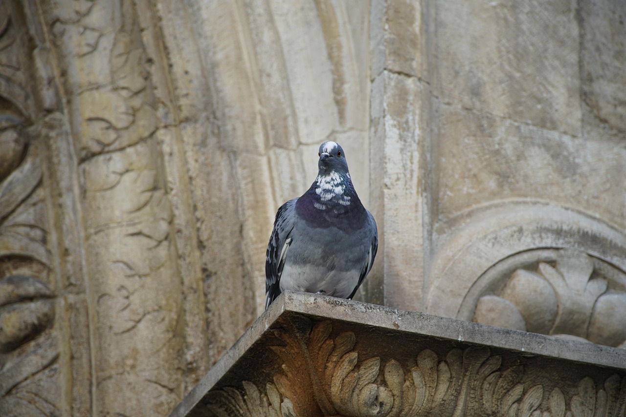 Showcasing Rare Pigeons: Essential Display and Photography Gear