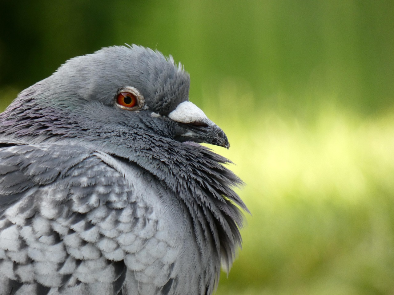 Pricing Racing Pigeons: Unlocking Genetic Value for Success