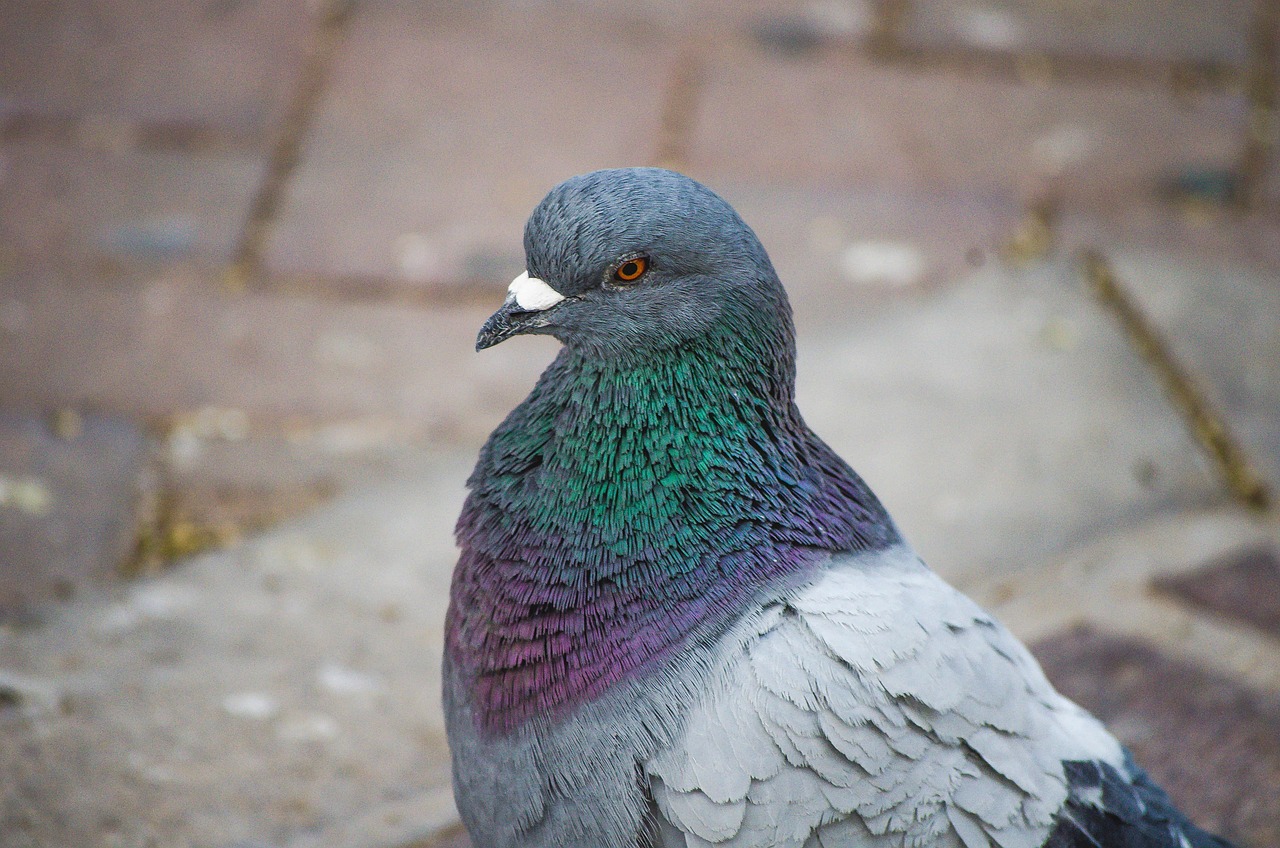 The Majestic Syrian Pigeon: Colors, Traits, and Pricing Guide