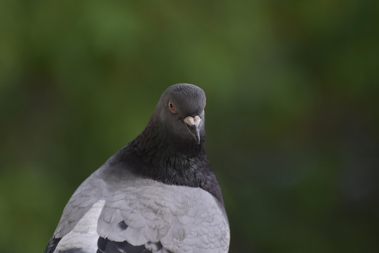 Technical Analysis of GPS Devices in High-Value Pigeon Racing