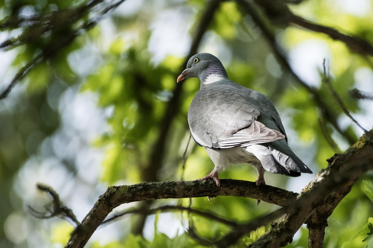 Pricing Racing Pigeons: Unlocking Genetic Value for Success