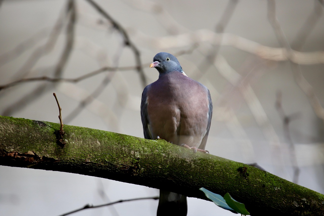 Mastering Racing Pigeon Pricing with Genetic Value Analysis