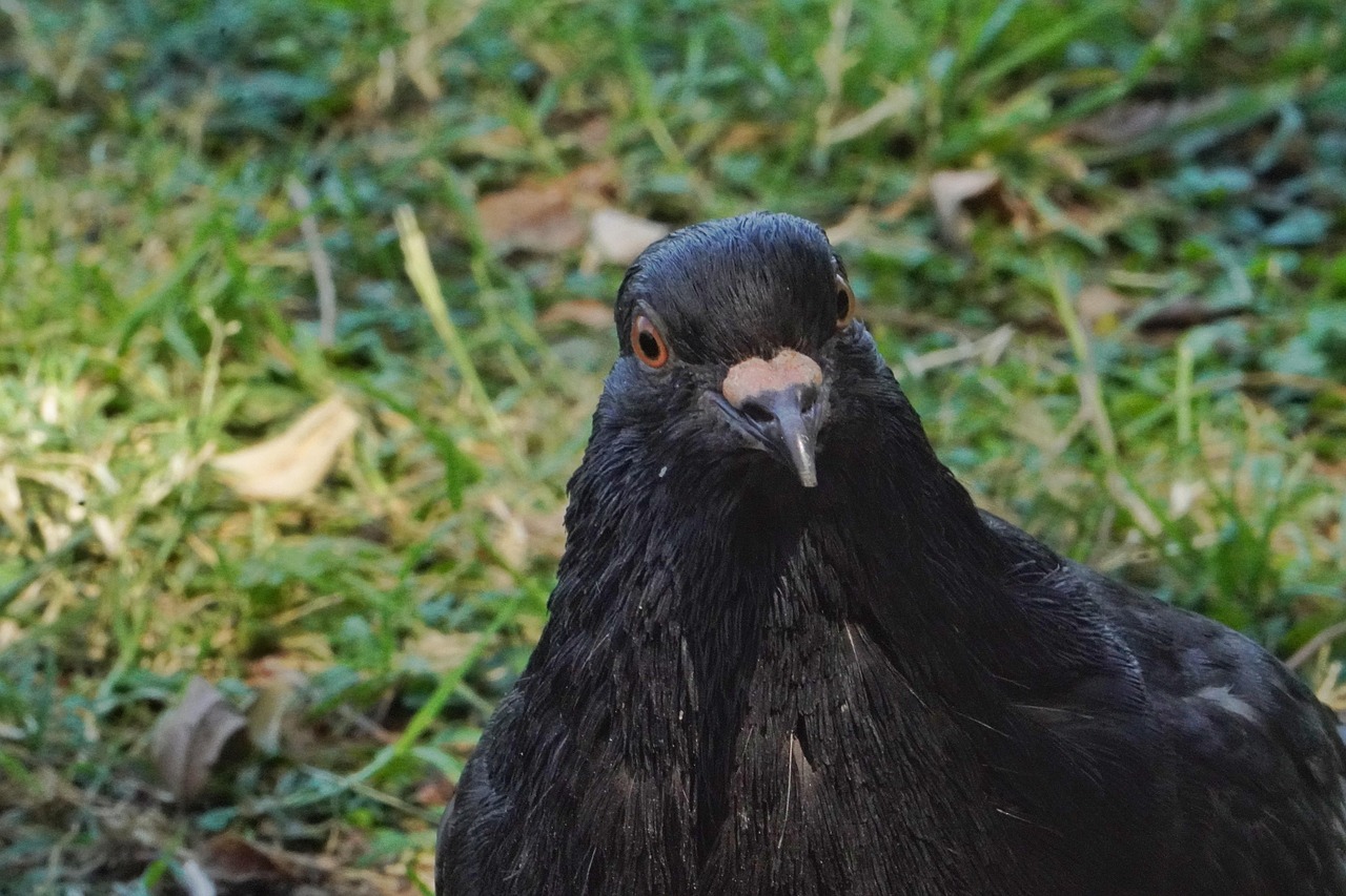 Common Pigeon Breeding Problems and Effective Solutions