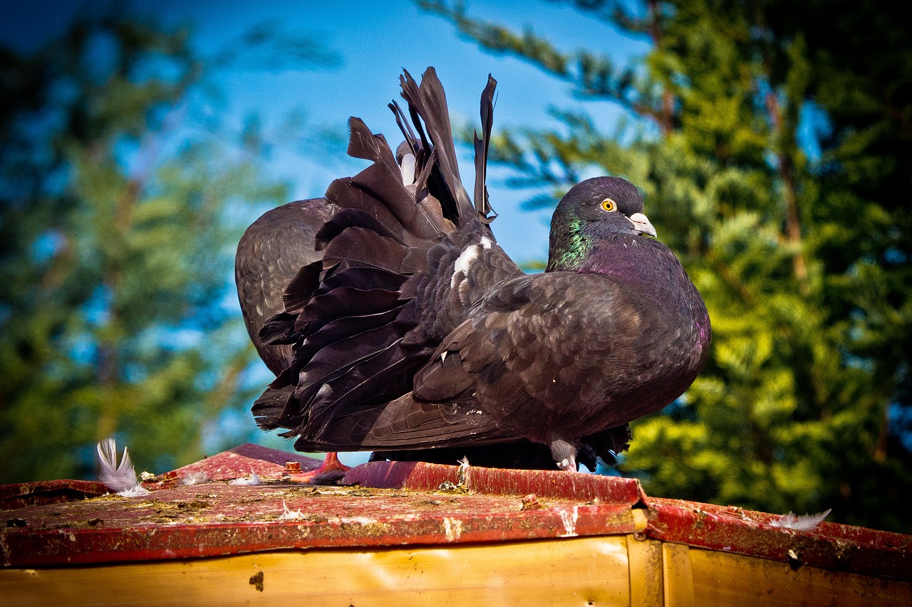 Mastering Distance Training Pigeons: A 100km Race Preparation Grid