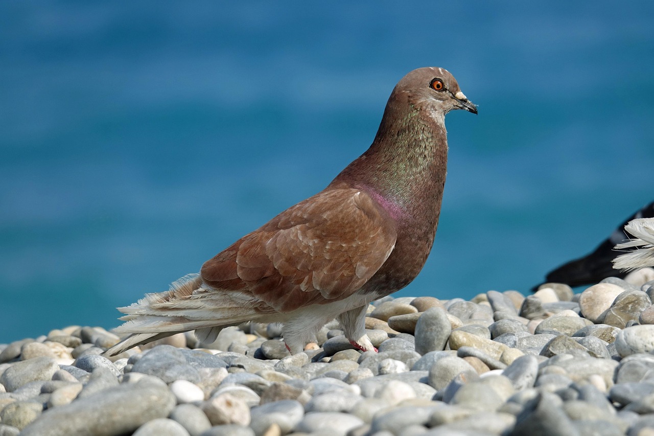 The High-Demand King Pigeon: A Guide for Gulf Enthusiasts
