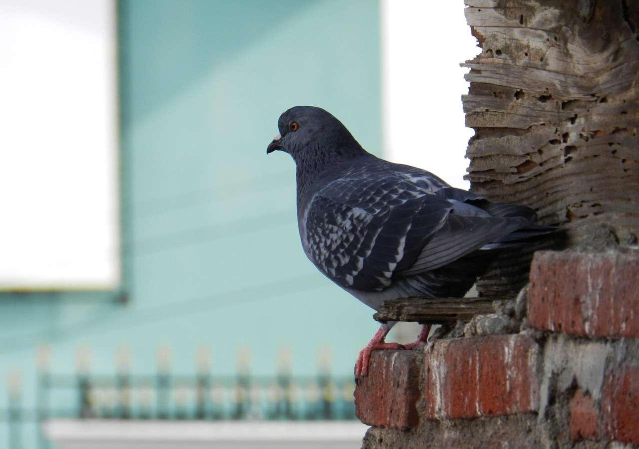 Master Pigeon Photography to Boost Your Show Presentation Value