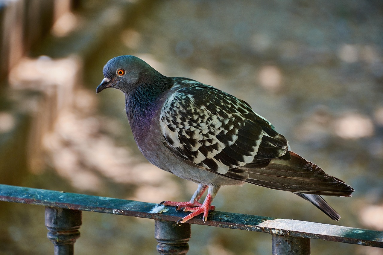 The Ultimate Guide to Pigeon Diseases Prevention and Loft Sanitation