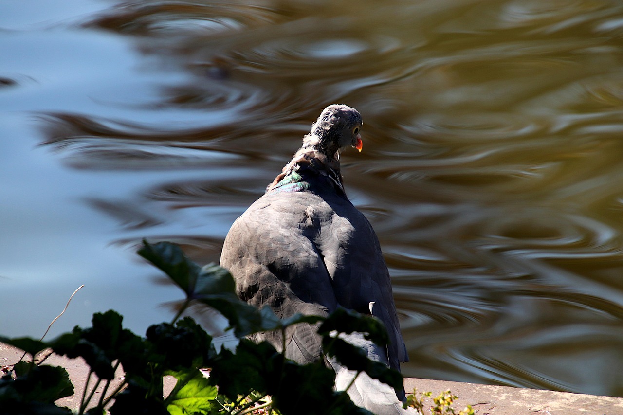 أفضل سلالات حمام السباق وخصائص اختيار الطيور الفائزة