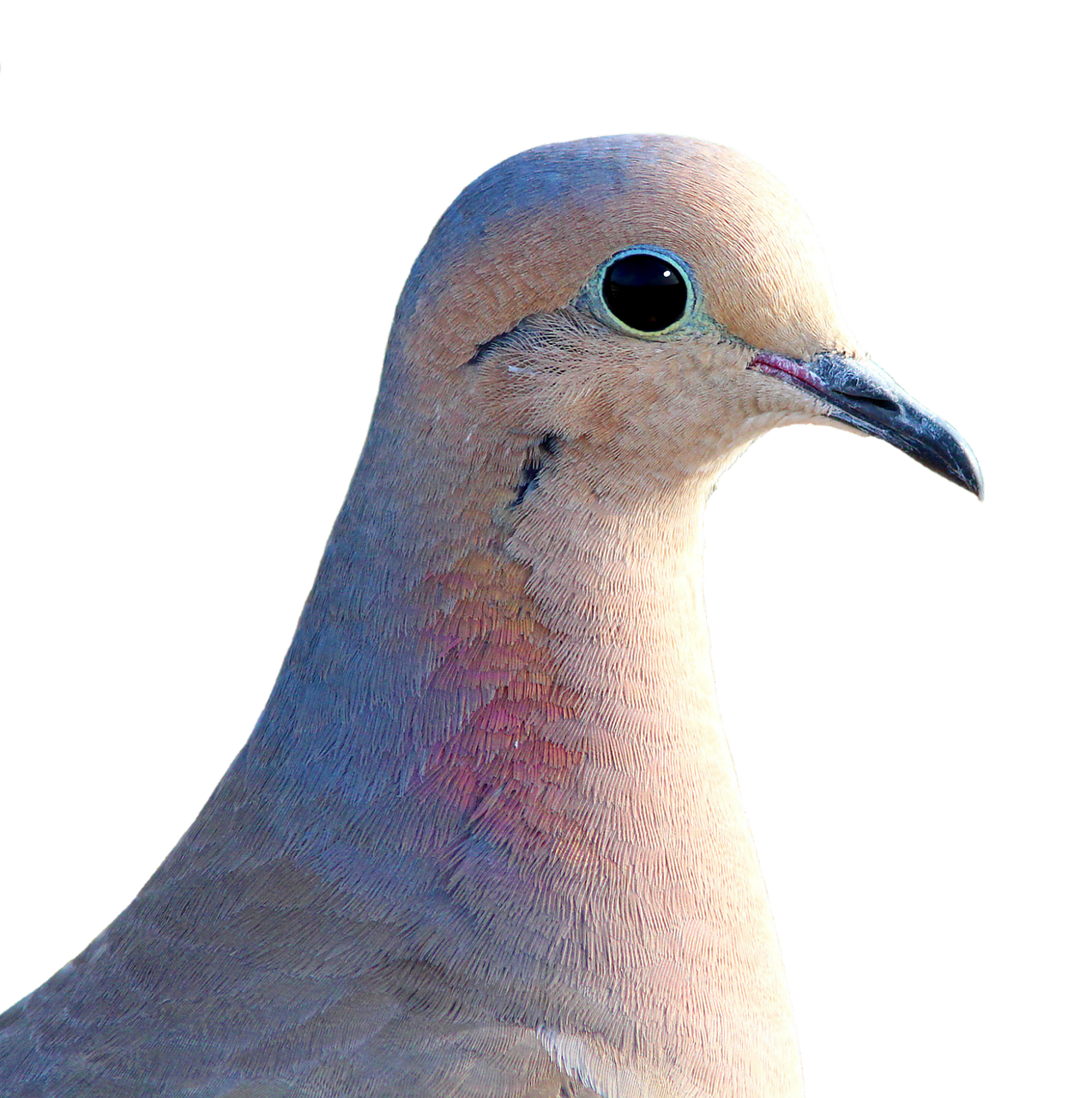 Building Elite Racing Birds with the Widowhood System