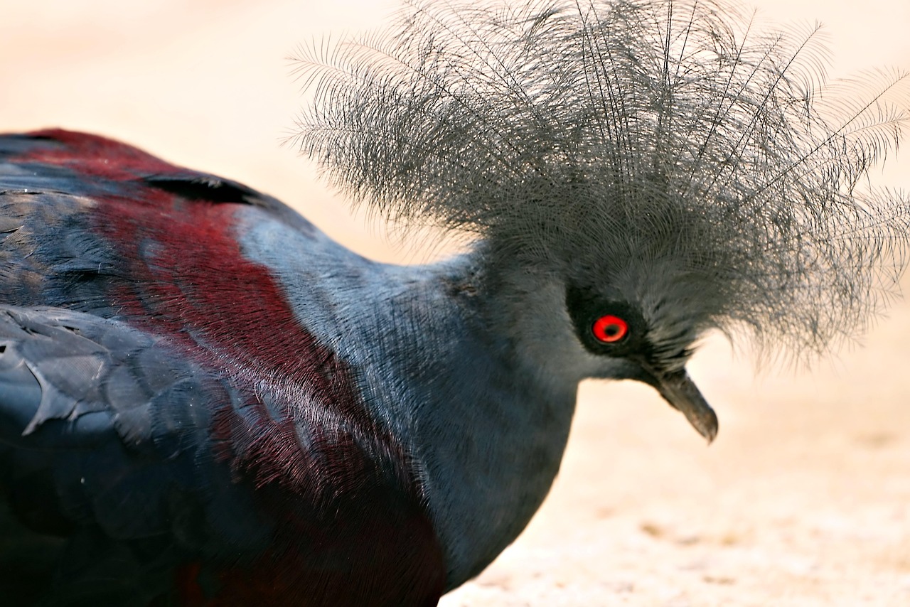 The Ultimate Protocol for Preventing Common Pigeon Diseases