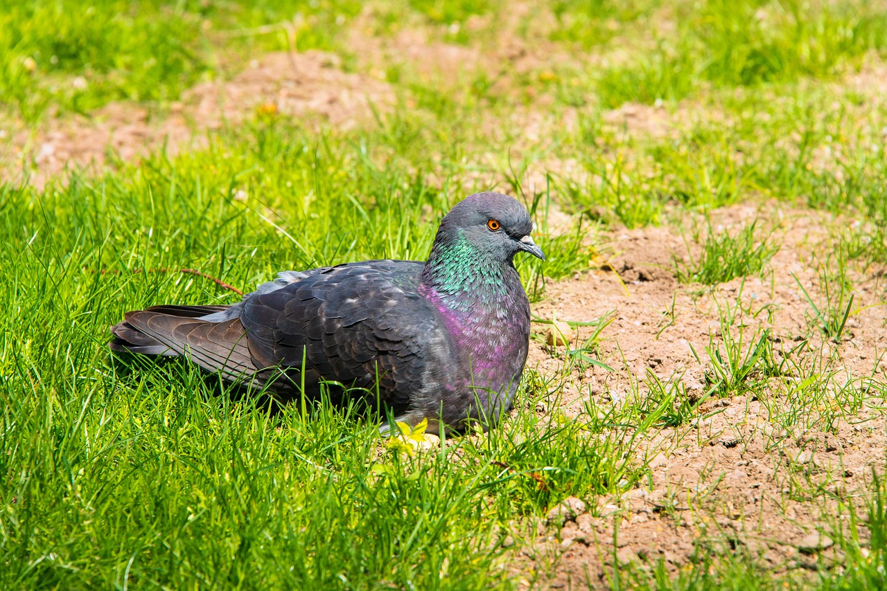 تزاوج السلالات: أسرار الحصول على ذرية نقية وجميلة