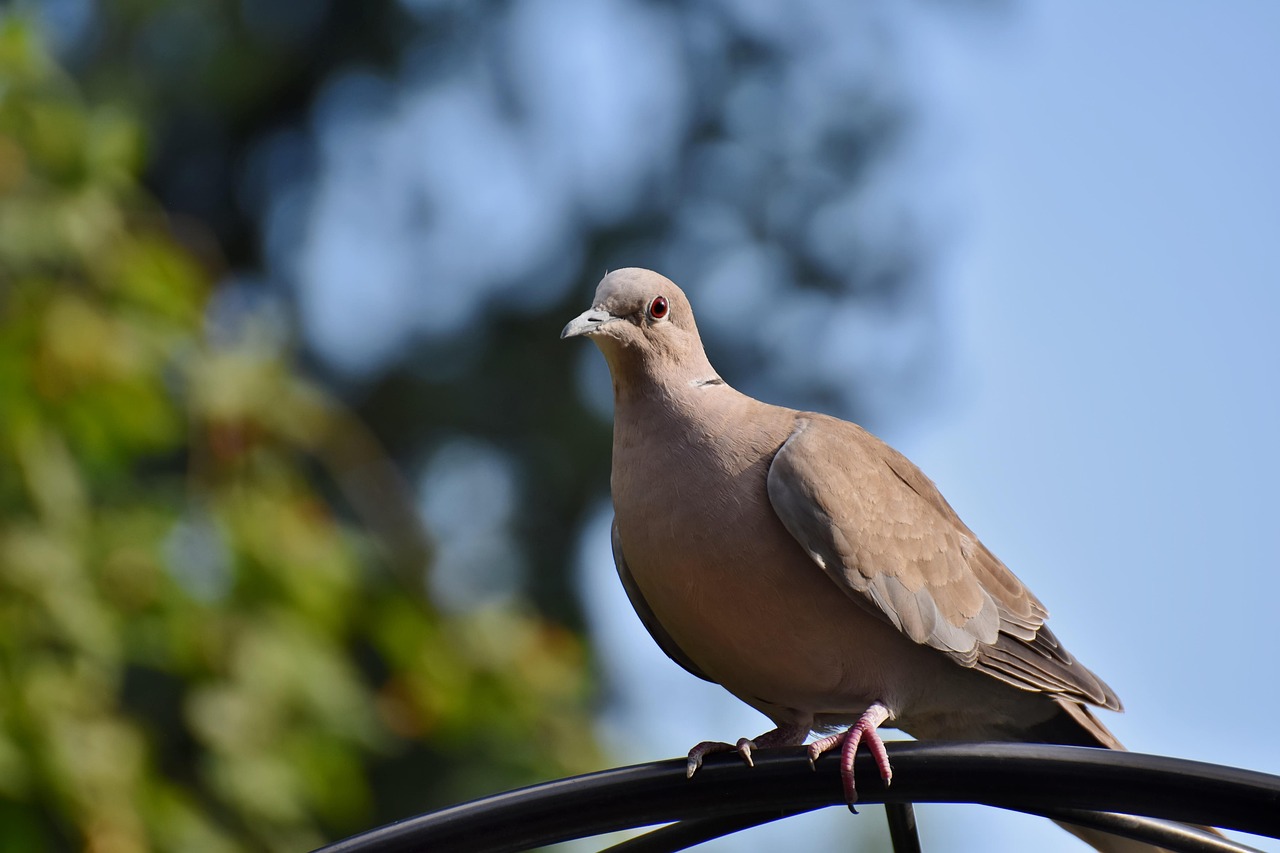 Mastering Pigeon Photography for Superior Show Presentation