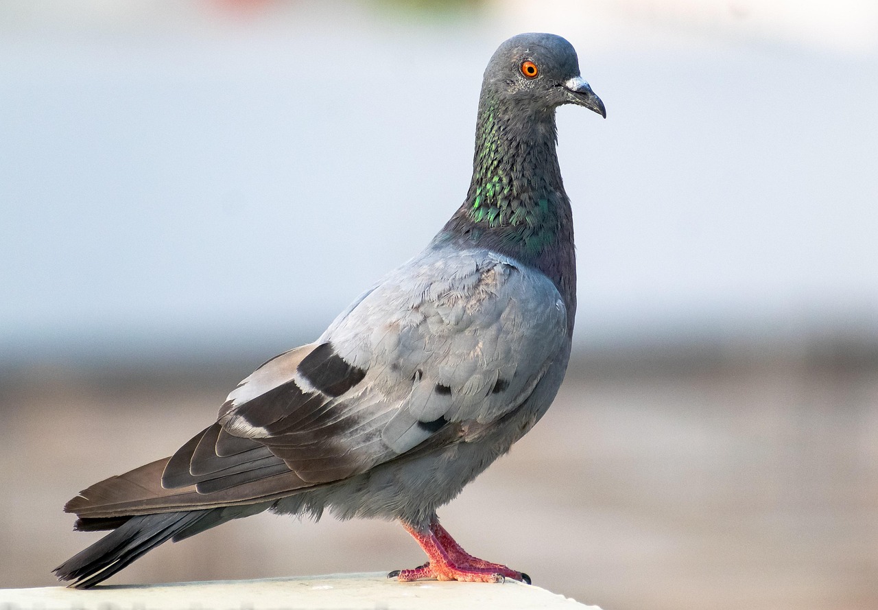 Technical Analysis of GPS Devices in High-Value Pigeon Racing