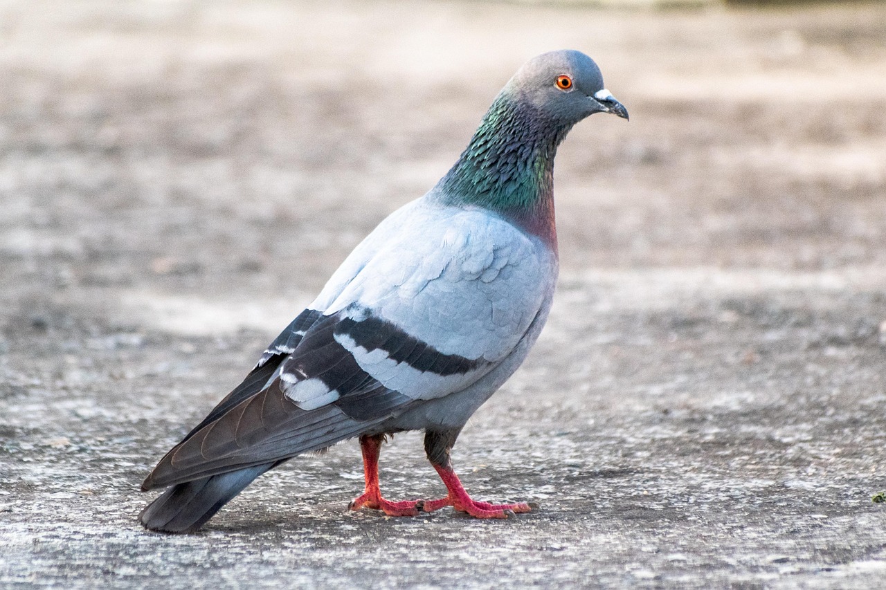 Protect Your Genetic Assets: A Guide to GPS for Pigeon Safety