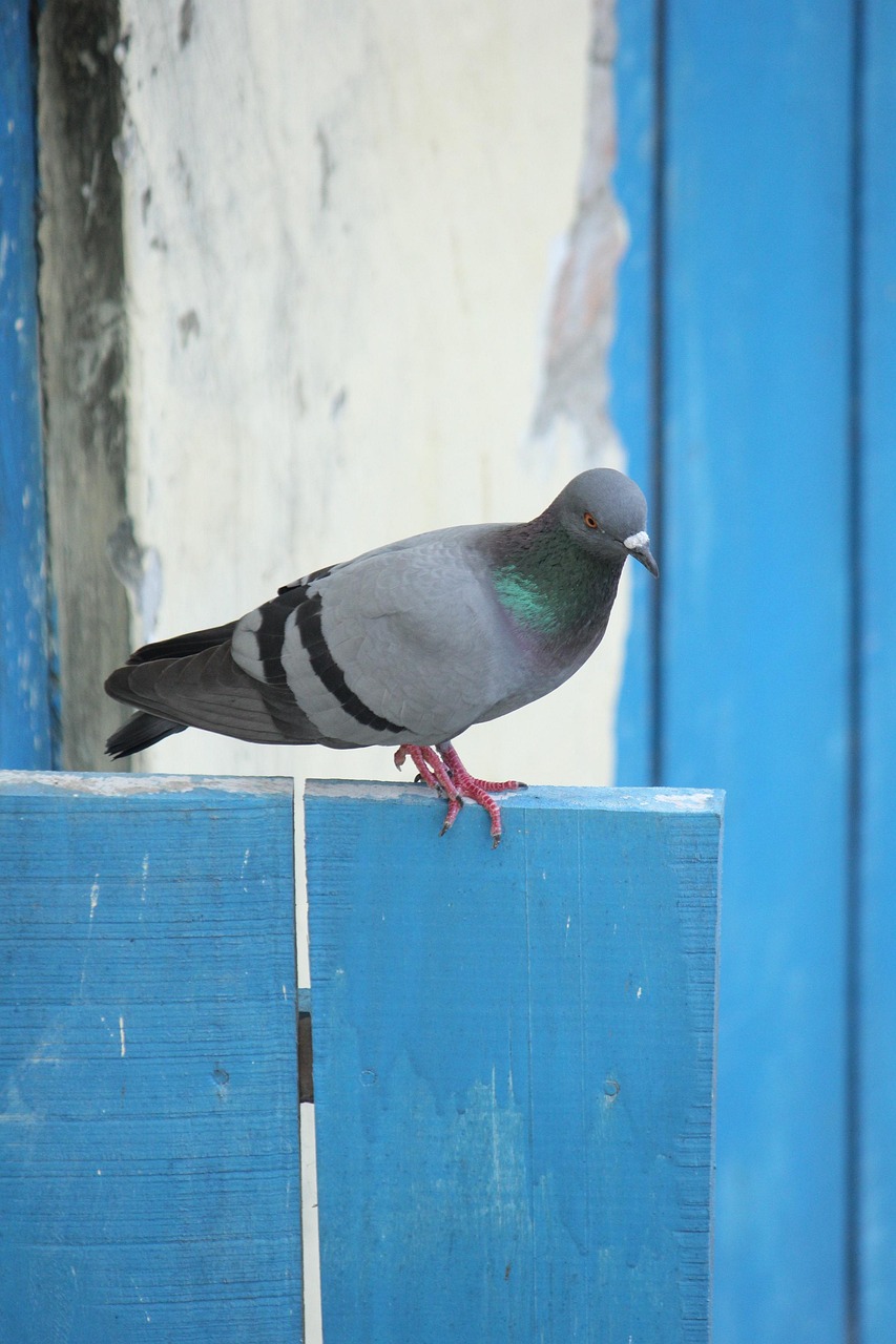 The Ultimate Weekly Preventive Health Program for Pigeons
