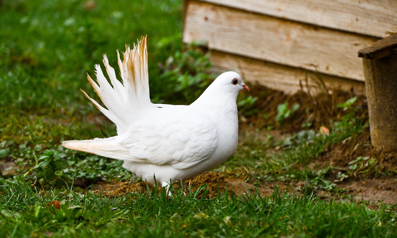 Mastering Race Pigeon Nutrition with Röhnfried's European Program