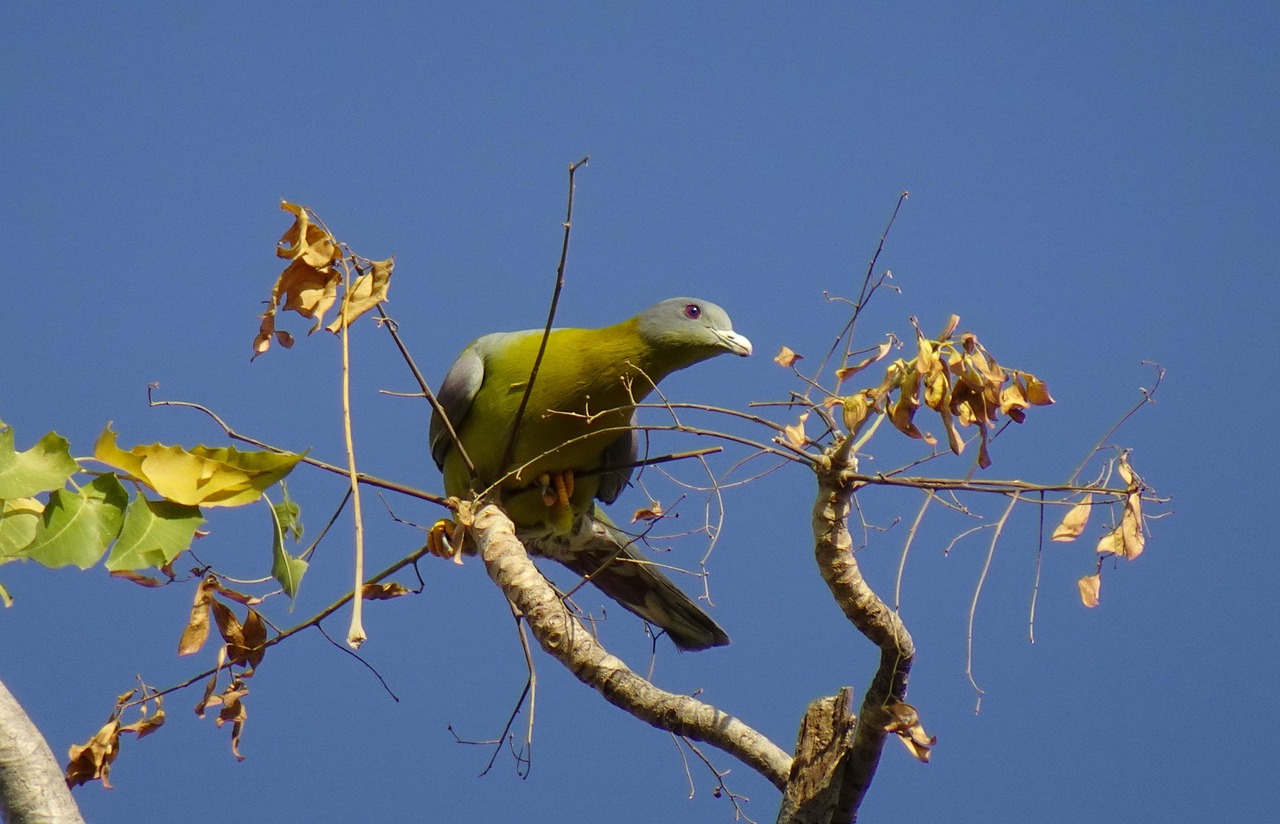 Shami Pigeon Guide: Colors, Specs, and Prices