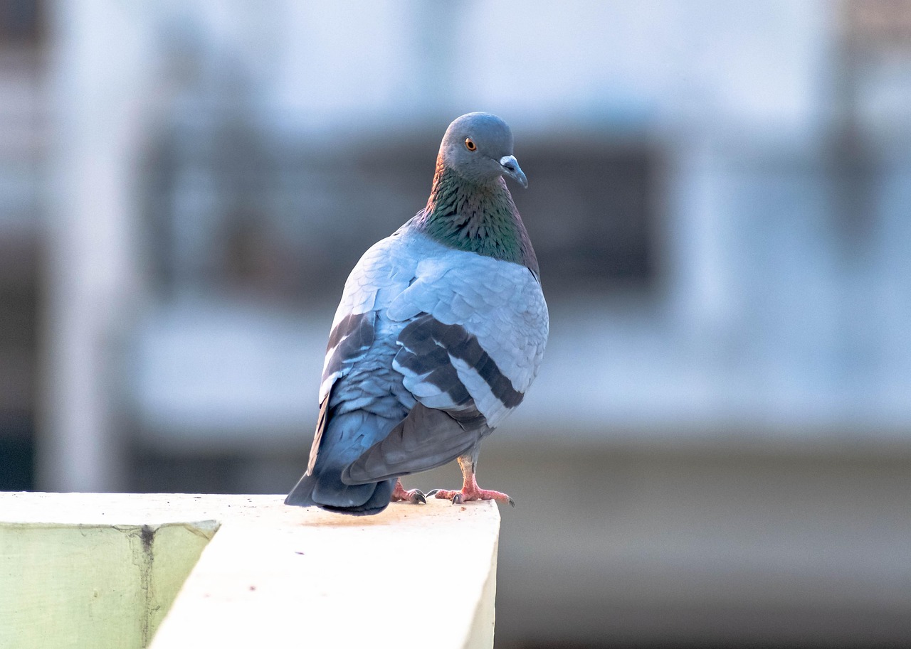 Showcasing Rare Pigeons: Essential Display and Photography Gear
