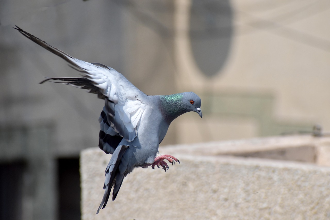 How GPS Data Analytics is Revolutionizing Pigeon Race Performance