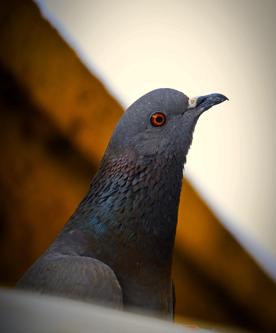 Mastering Pigeon Photography for Superior Show Presentation