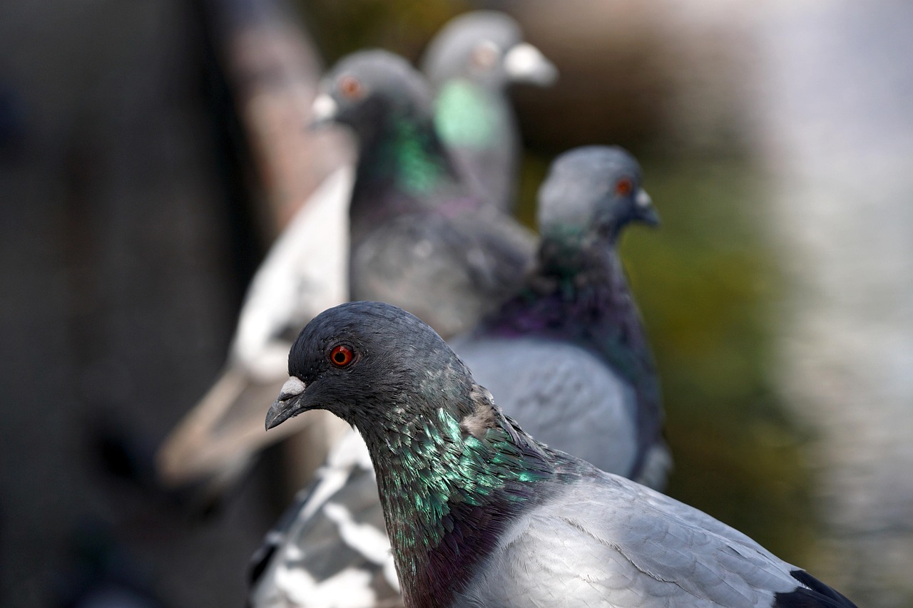 Mastering Fancy Pigeon Breeding: Best Pairing Methods for Purity