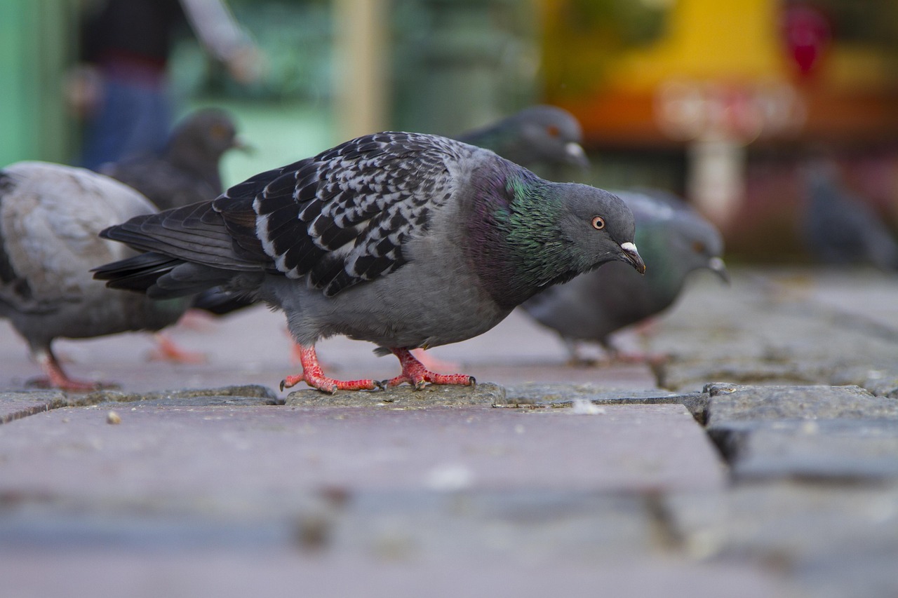 Mastering Pigeon Photography for Superior Show Presentation