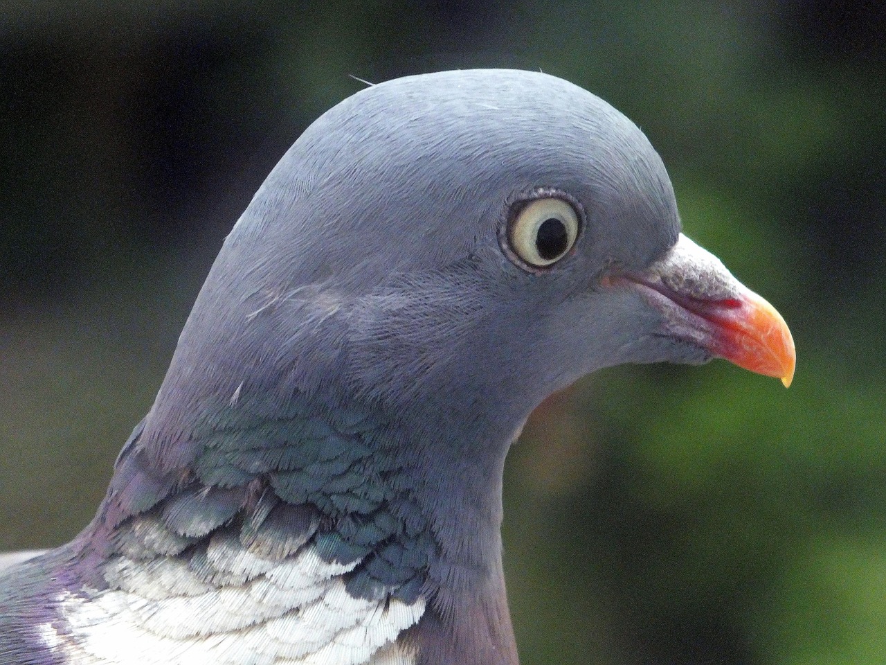 How L-Carnitine Boosts Pigeon Endurance: Scientific Analysis