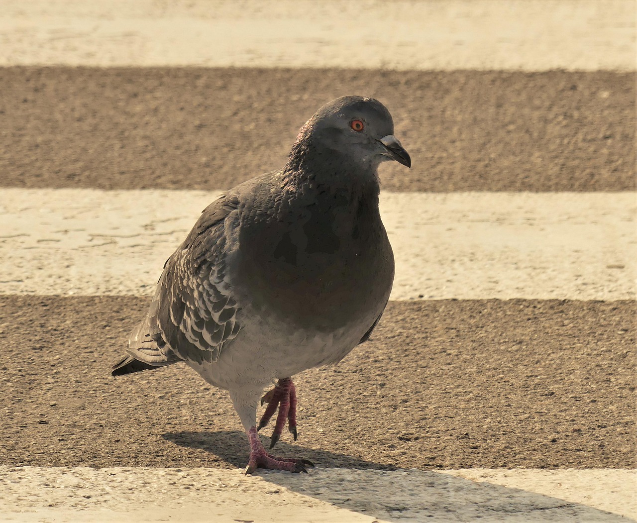 Old German Owl Pigeon Standards: A Detailed Guide