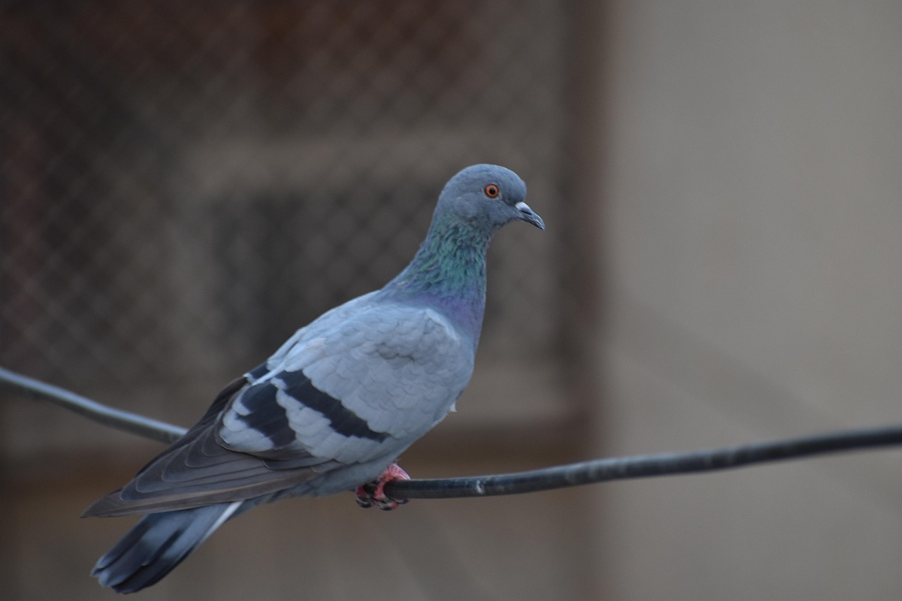 Ultimate Guide to Pigeon Diseases Prevention and Loft Sanitation