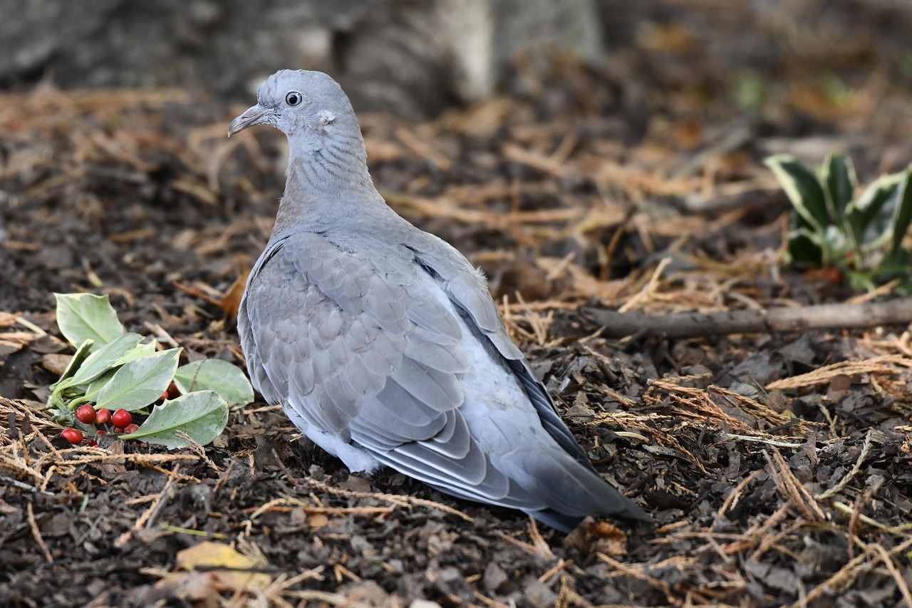 The Ultimate Protocol for Preventing Common Pigeon Diseases