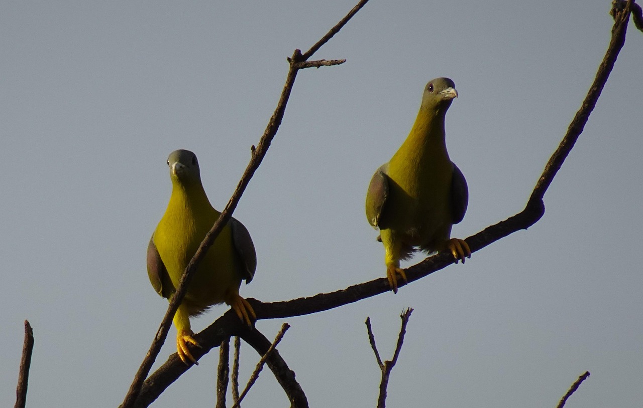 European Professional Nutrition for Racing Pigeons with Röhnfried