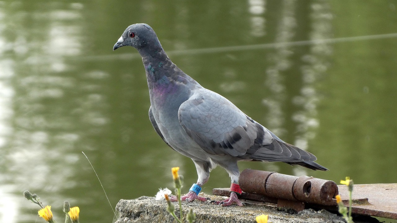 Technical Analysis of GPS Devices in High-Value Pigeon Racing