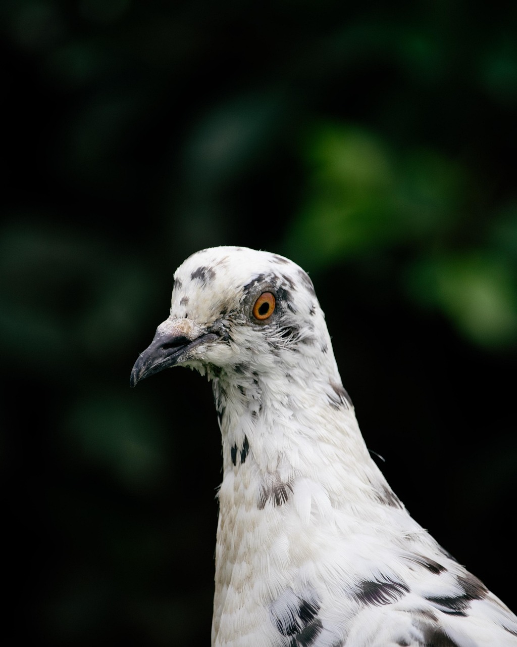 Doubling Your Fancy Pigeon's Value: Shoulder & Frontal Genetics