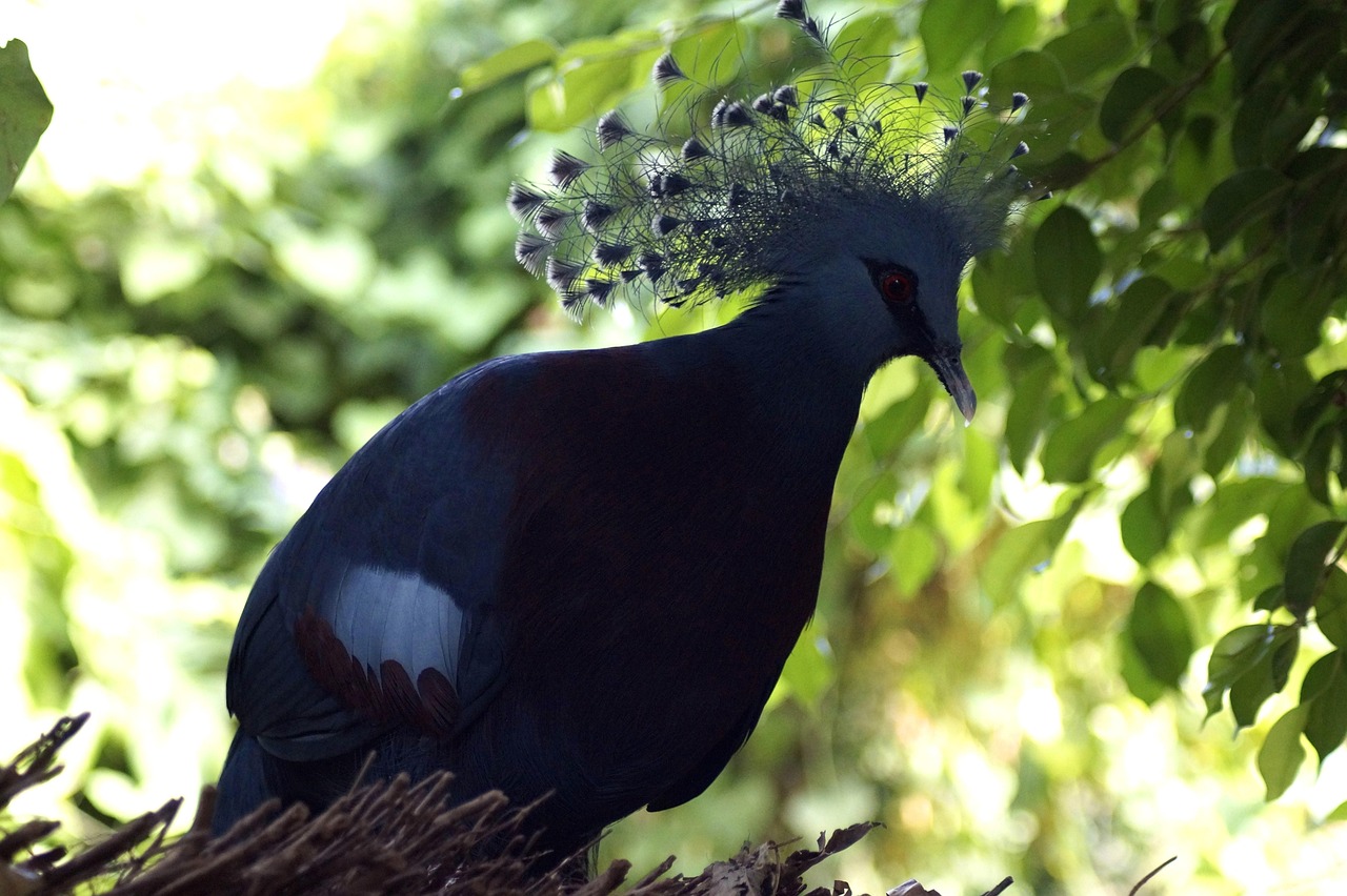 Pricing Racing Pigeons: Unlocking Genetic Value for Profit