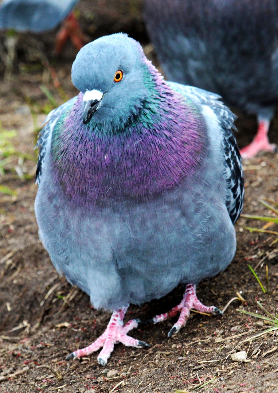 Boost Pigeon Fitness Fast: The Ultimate Weekly Race Supplements Schedule