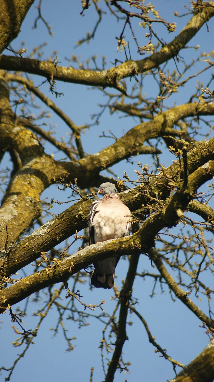 Boost Pigeon Value with Shoulder and Frontal Genetics