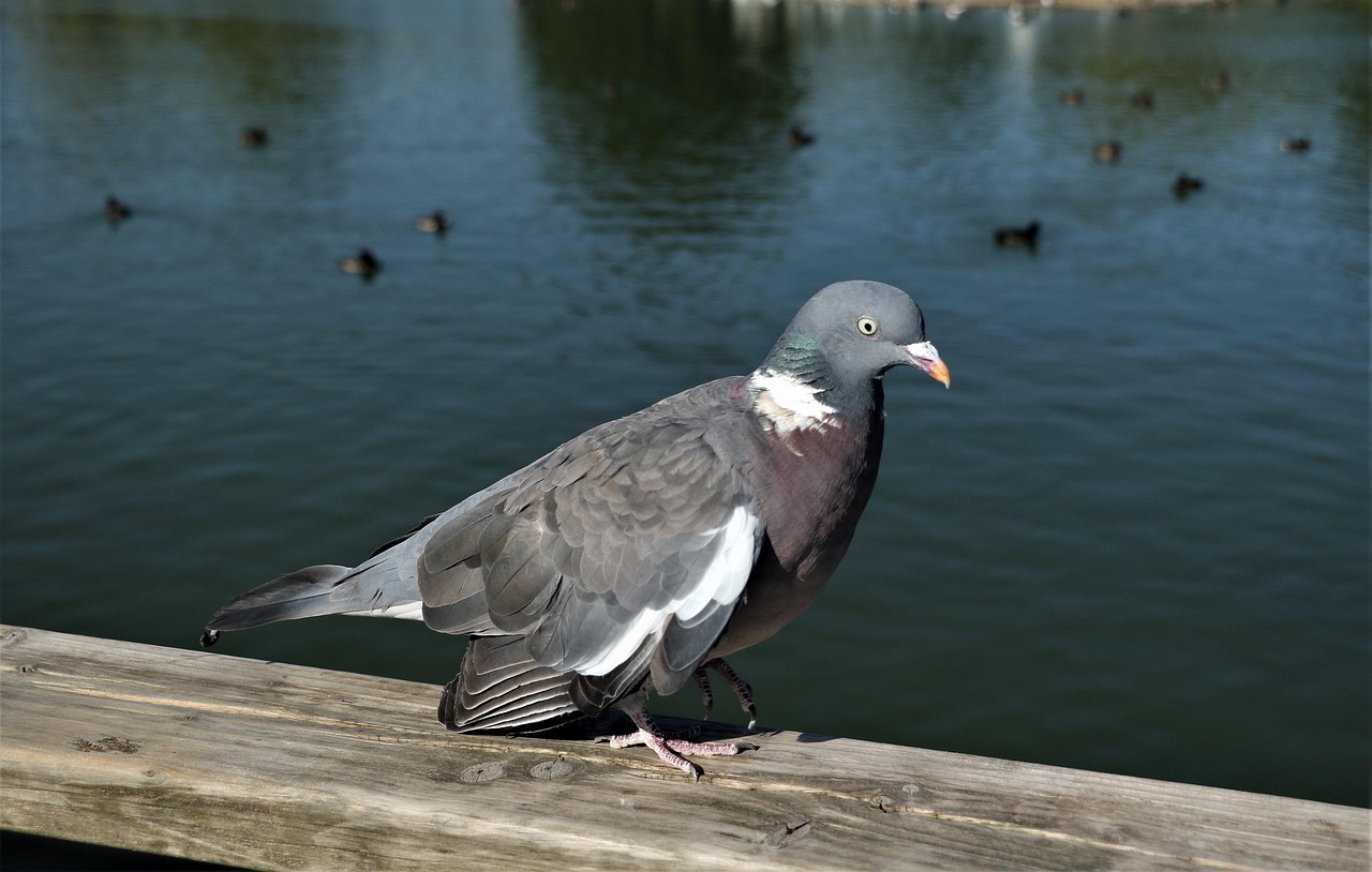 Doubling Your Fancy Pigeon's Value: Shoulder & Frontal Genetics