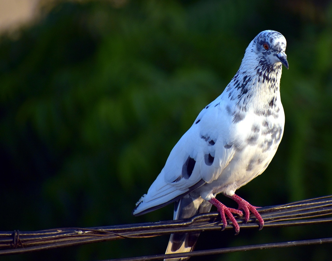 How to Choose the Perfect Location for Your Pigeon Loft