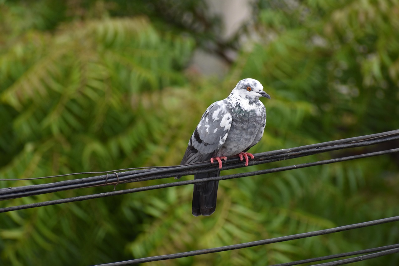 Protect Your Genetic Assets: A Guide to GPS for Pigeon Safety