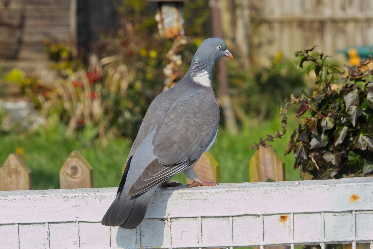 Revolutionizing Pigeon Racing: The Power of OLR Management Software