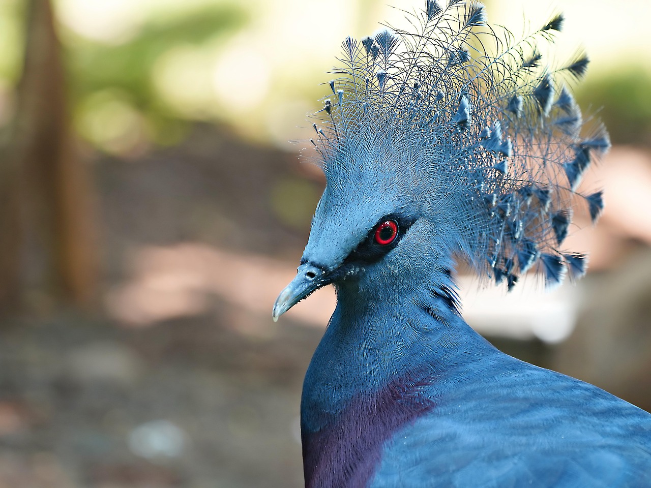 Complete 100km Training Grid for Racing Pigeon Season Success