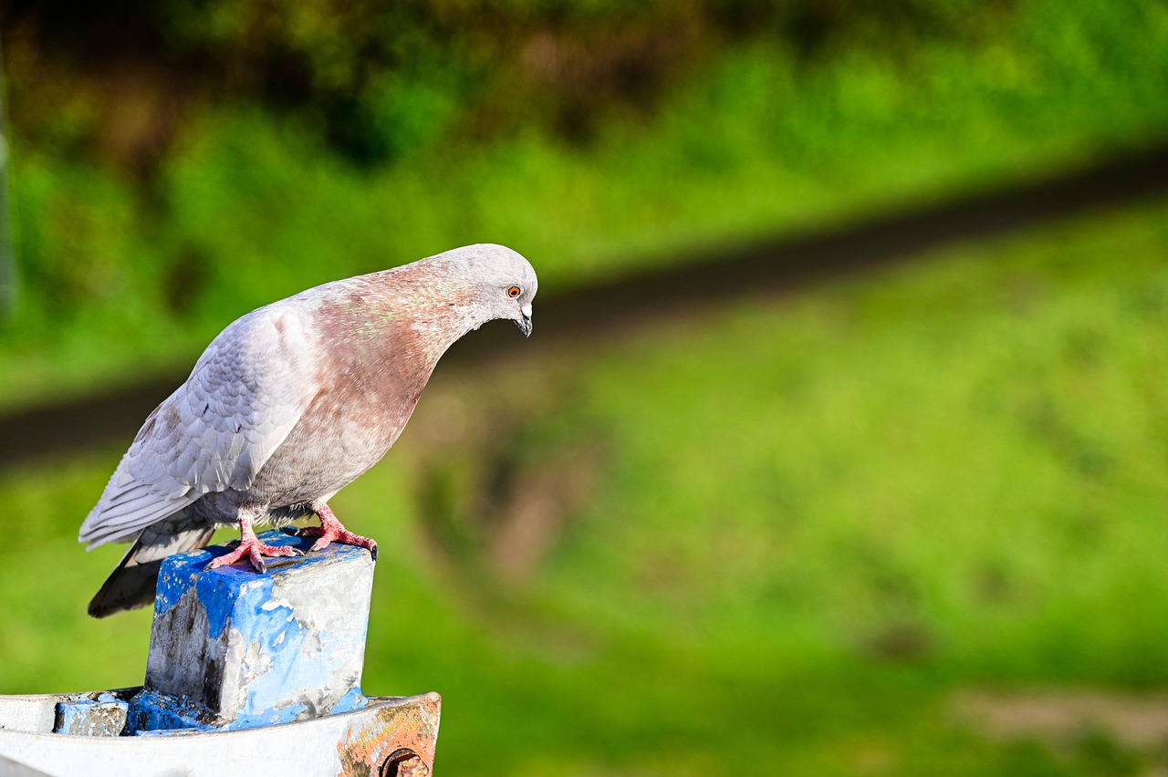 How L-Carnitine Doubles Pigeon Endurance: A Scientific Analysis