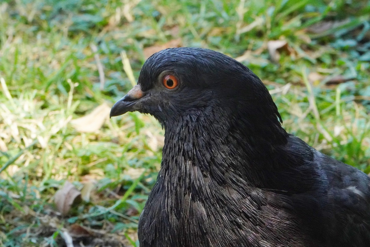 Mastering the Darkness System for Young Birds Conditioning