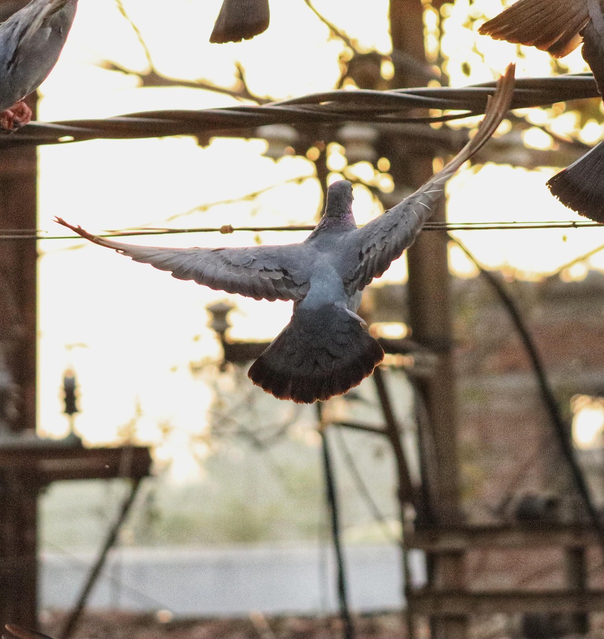 King Pigeon Traits: High Demand in the Gulf Market