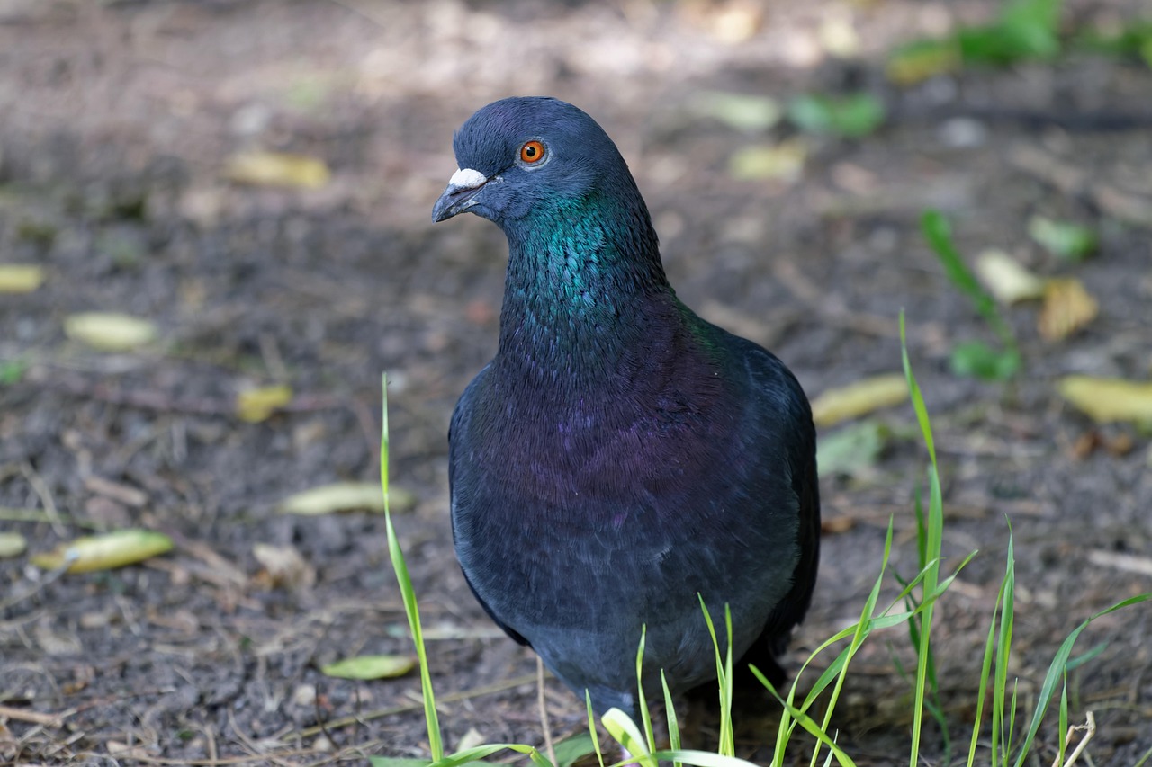 The Ultimate Guide to Pigeon Diseases Prevention and Loft Sanitation