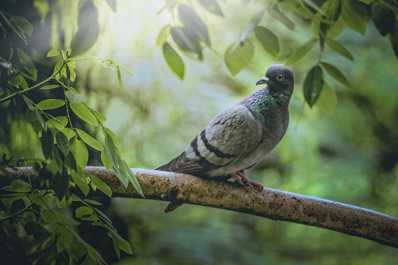 Mastering Pigeon Photography for Show Presentation Success
