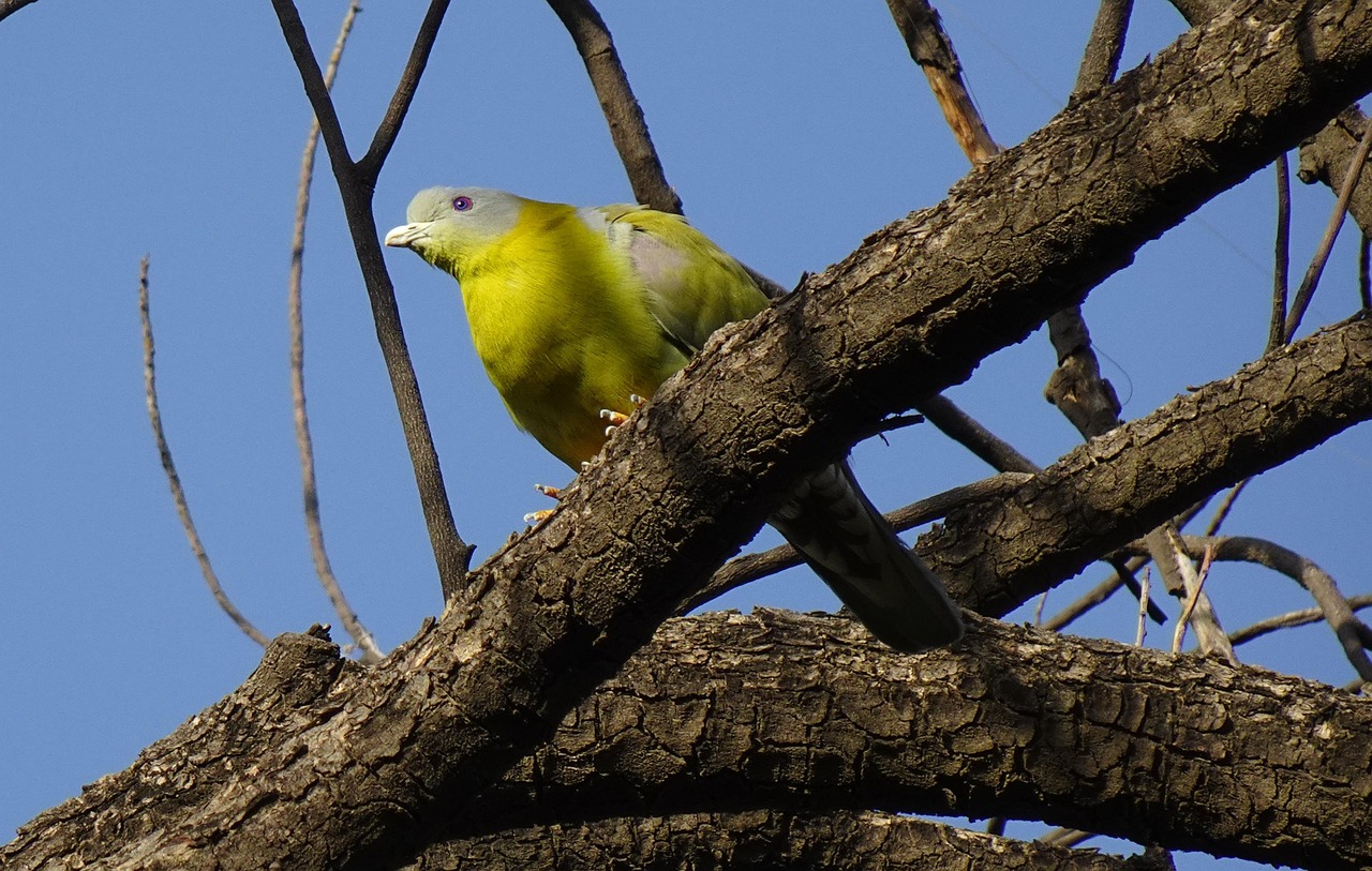 Master Pigeon Photography to Boost Show Presentation Value