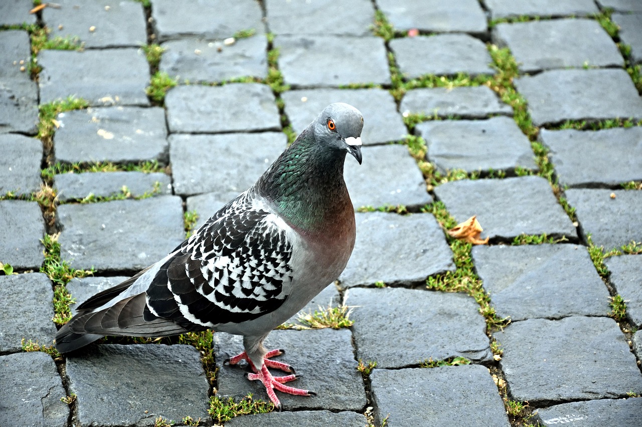 How to Write a Pigeon Sale Ad That Attracts Buyers Fast
