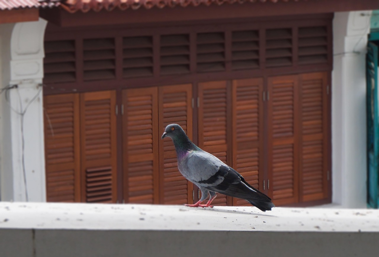 Shami Pigeon Guide: Colors, Specs, and Prices Explained